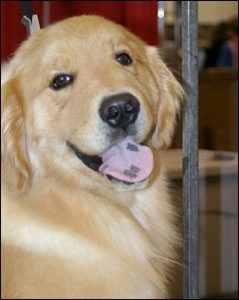 Golden retriever black store tongue