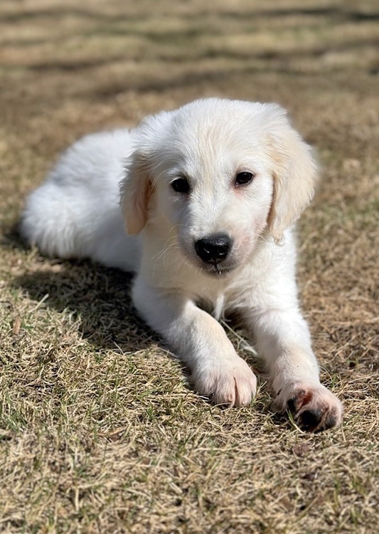 REMINDER: Join us for a wine! Tis the season for fun festivities🍷 ❄️Please  join Adopt a Golden Atlanta Rescue on 12/16 from 2-4 f