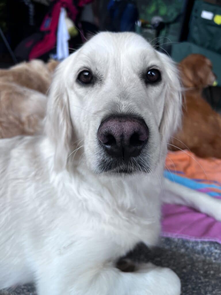 Senior Dogs — Neuse River Golden Retriever Rescue, image size:768x1024