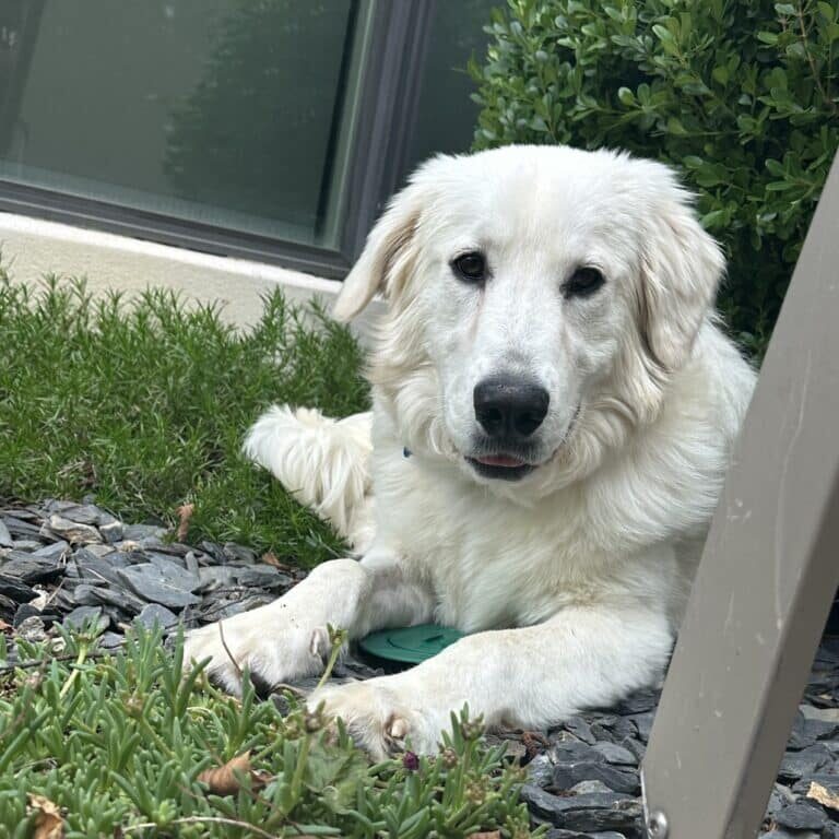 deltapup