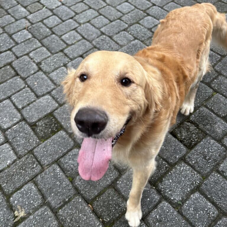 ozzie