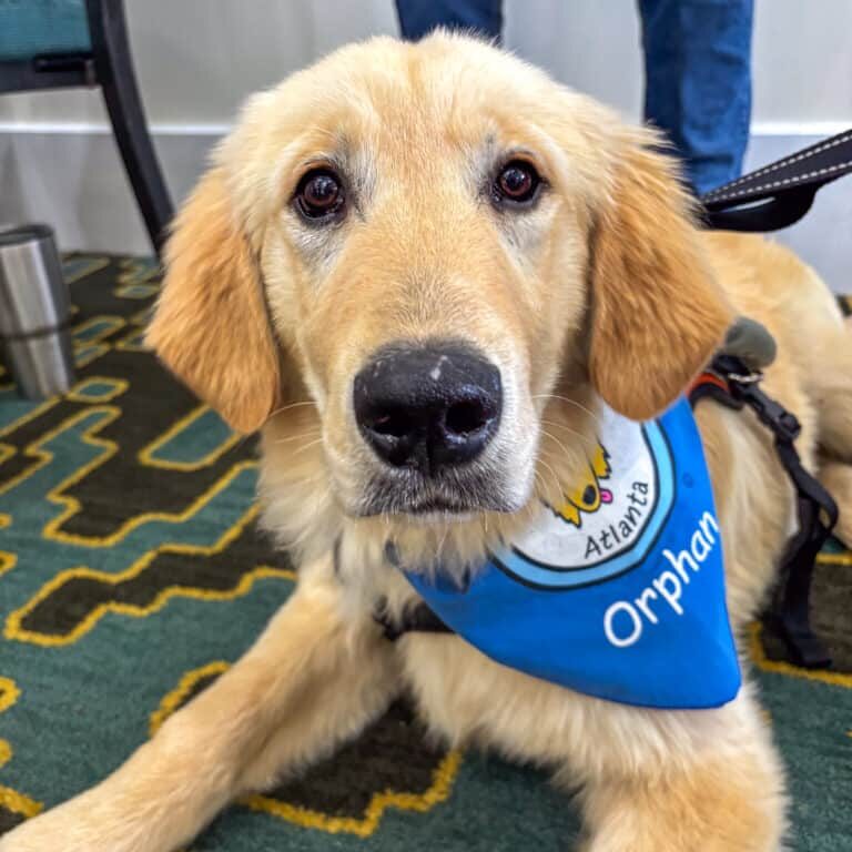blakepup2