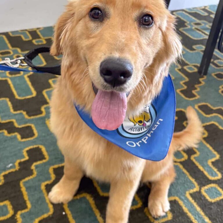 bonniepup