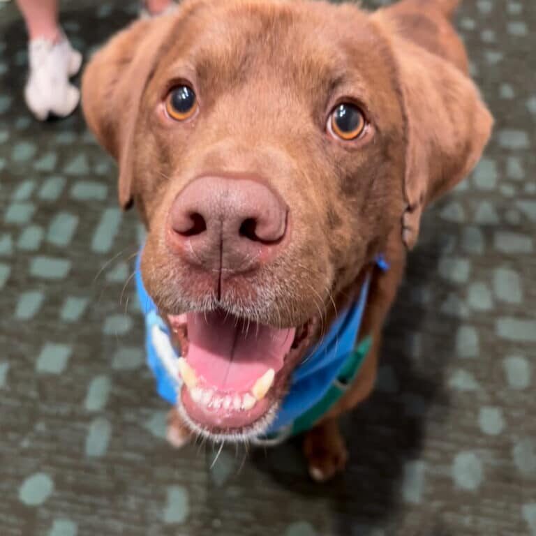 cooper1