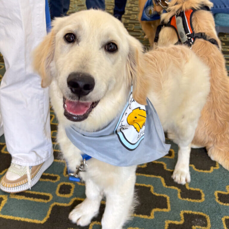 finnpup3