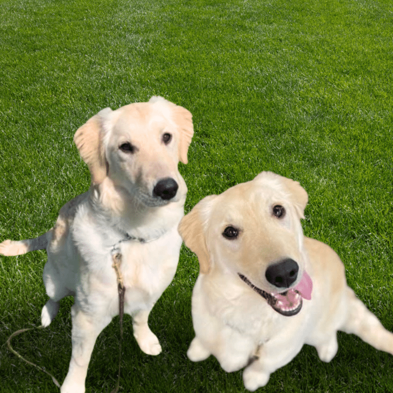 nola and nova 2