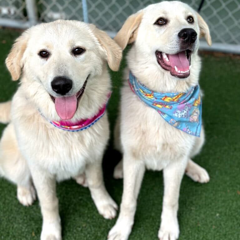 rairai and cori